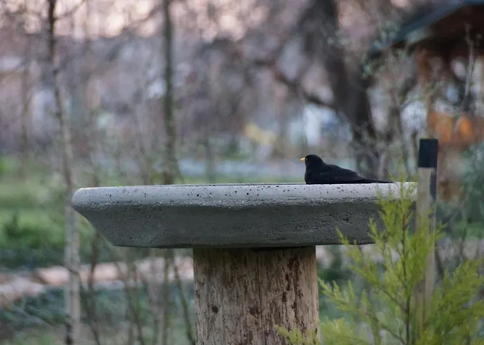 Fenyves Vendeghaz Баболна